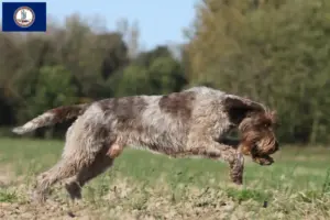Read more about the article Korthals Griffon breeders and puppies in Virginia