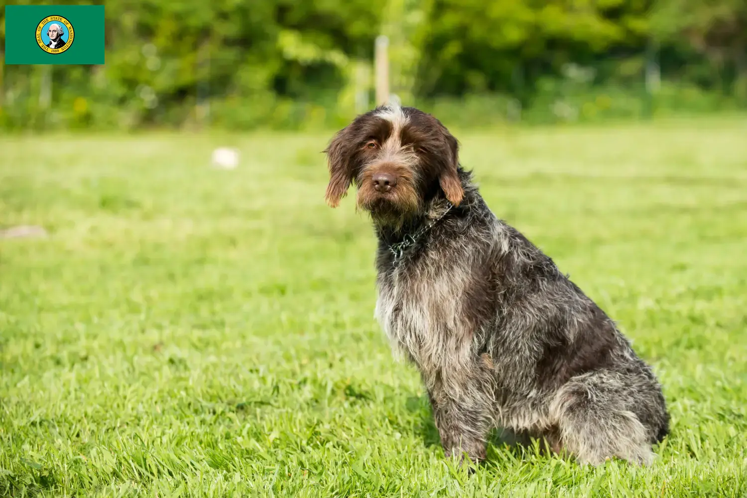 Korthals Griffon puppies and breeders Washington Find Griffon d'arrêt à poil durs breeders in Washington here.