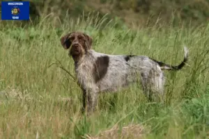 Read more about the article Korthals Griffon breeders and puppies in Wisconsin