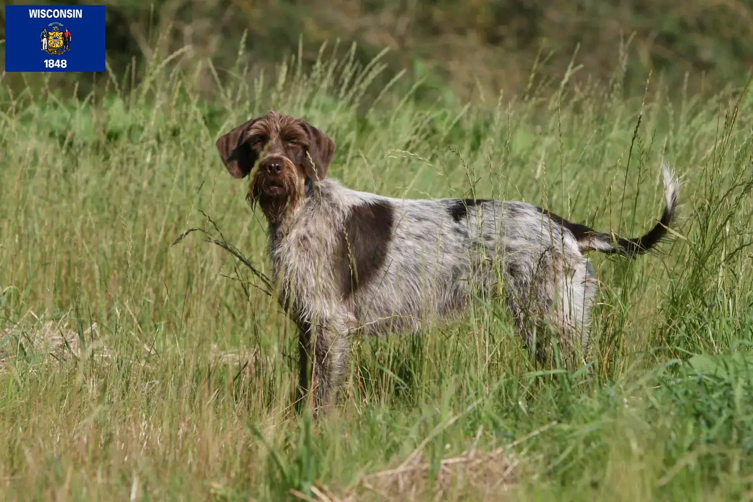 Korthals Griffon puppies and breeders Wisconsin Find Griffon d'arrêt à poil durs breeders in Wisconsin.
