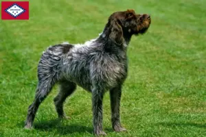Read more about the article Korthals Griffon breeders and puppies in Arkansas