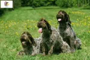 Read more about the article Korthals Griffon breeders and puppies in Illinois