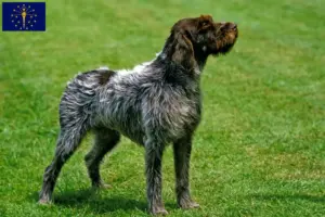 Read more about the article Korthals Griffon breeders and puppies in Indiana