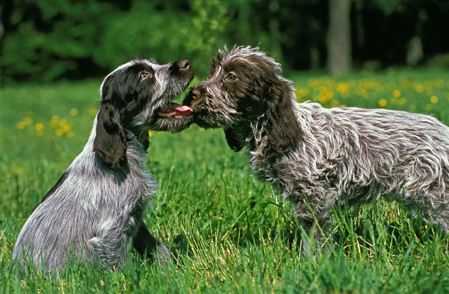 Buying a Griffon d'arrêt à poil dur puppy means taking responsibility! Buy Korthals Griffon puppies.