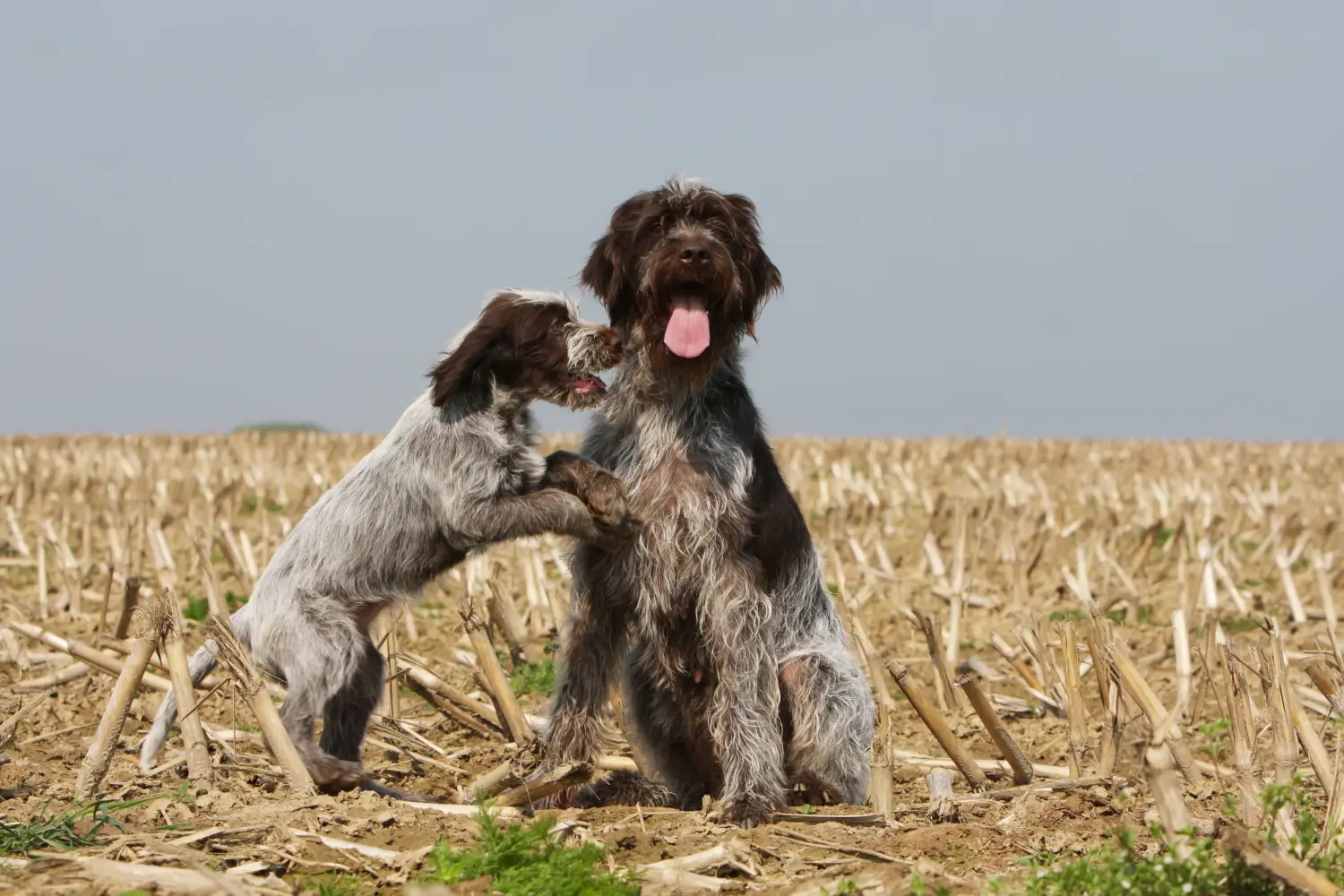 Buying a Griffon d'arrêt à poil dur puppy means taking responsibility! Buy Korthals Griffon puppies.