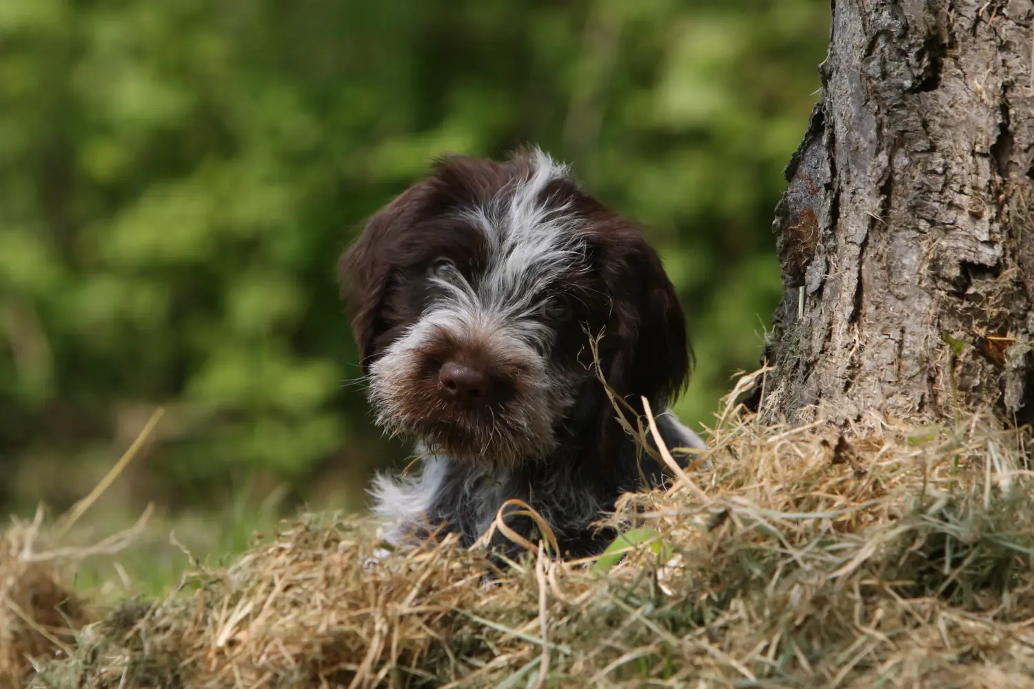Buying a Griffon d'arrêt à poil dur puppy means taking responsibility! Buy Korthals Griffon puppies.