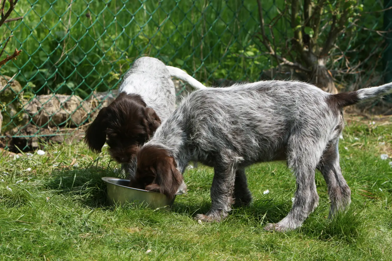 Buying a Griffon d'arrêt à poil dur puppy means taking responsibility! Buy Korthals Griffon puppies.