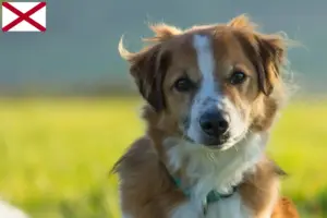 Read more about the article Kromfohrländer breeders and puppies in Alabama