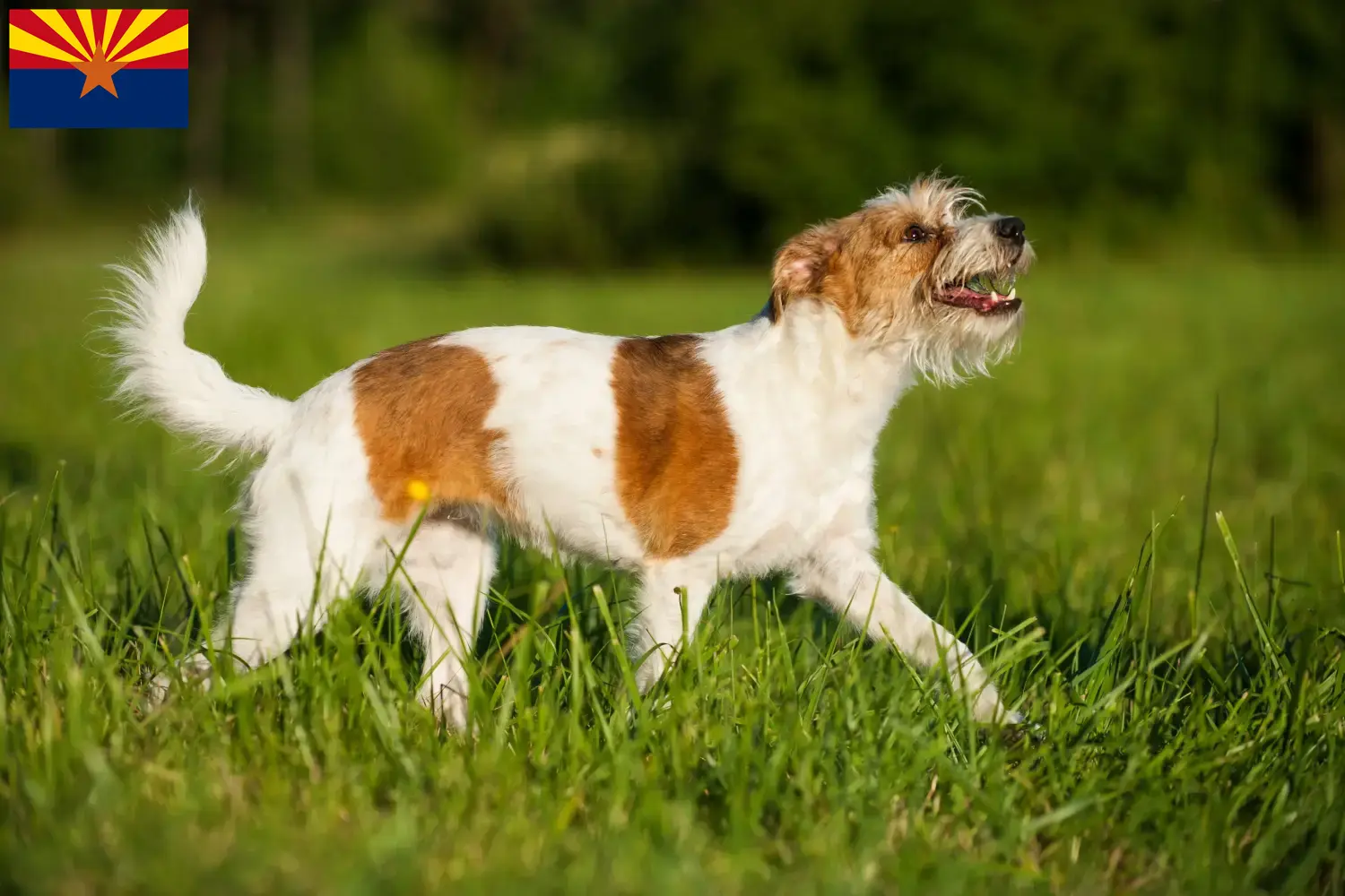 Kromfohrländer puppies and breeder Arizona Find Kromfohrländer breeders in Arizona.
