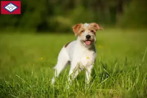Read more about the article Kromfohrländer breeders and puppies in Arkansas