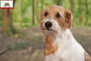 Read more about the article Kromfohrländer breeders and puppies in California