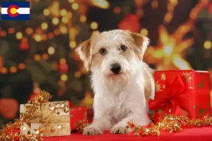 Read more about the article Kromfohrländer breeders and puppies in Colorado
