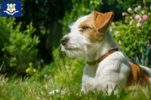 Read more about the article Kromfohrländer breeders and puppies in Connecticut