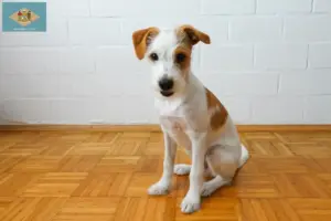 Read more about the article Kromfohrländer breeders and puppies in Delaware