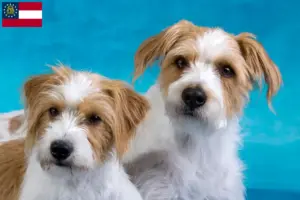 Read more about the article Kromfohrländer breeders and puppies in Georgia