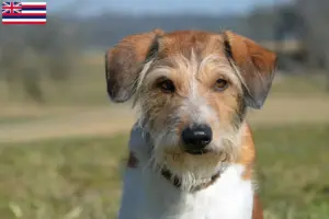 Read more about the article Kromfohrländer breeders and puppies in Hawaii