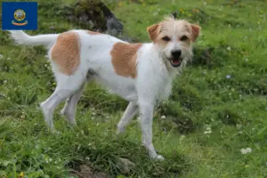 Read more about the article Kromfohrländer breeders and puppies in Idaho