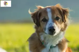 Read more about the article Kromfohrländer breeders and puppies in Illinois