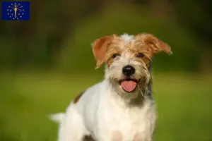 Read more about the article Kromfohrländer breeders and puppies in Indiana