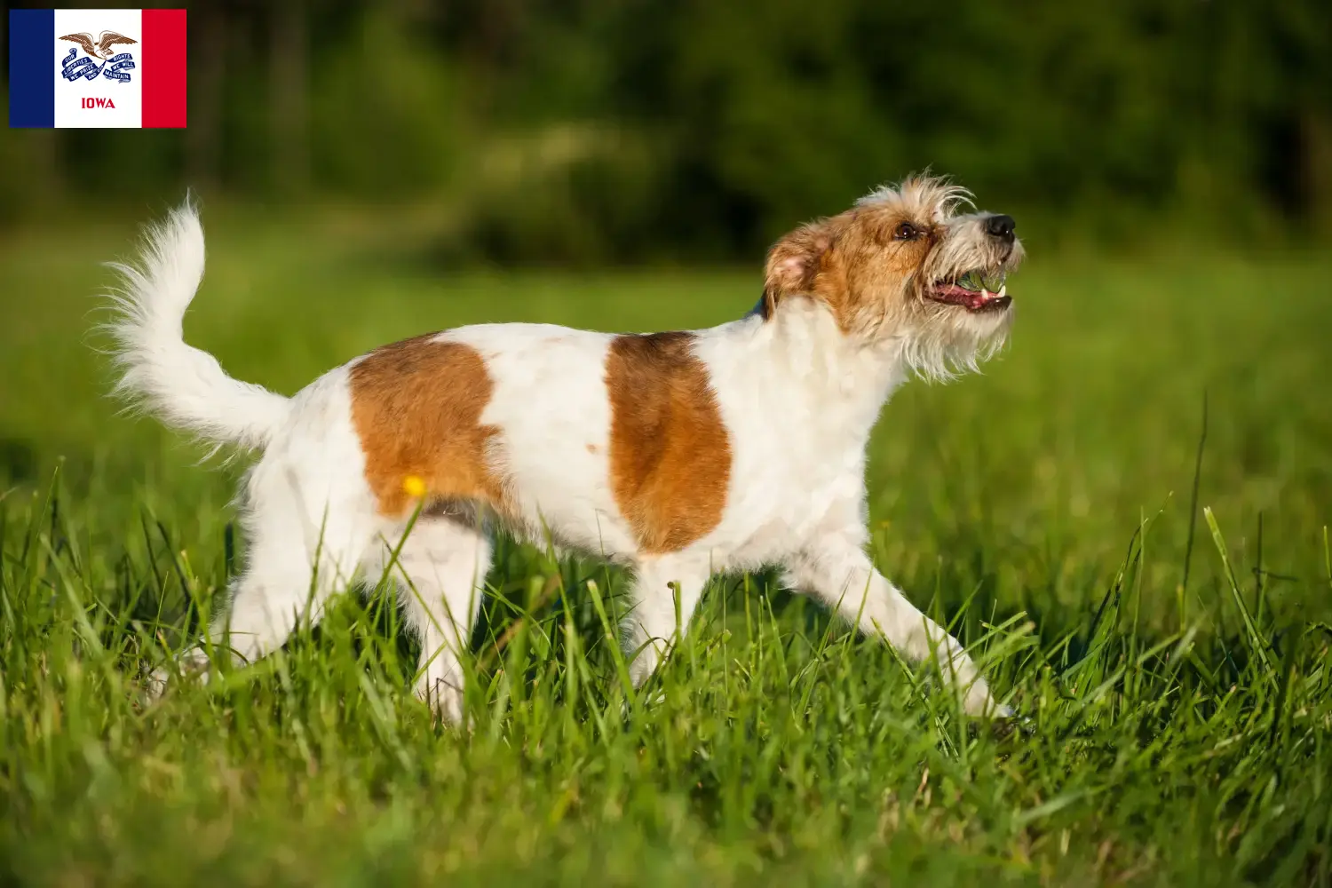 Kromfohrländer puppies and breeder Iowa Find Kromfohrländer breeders in Iowa.