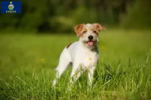 Read more about the article Kromfohrländer breeders and puppies in Kansas