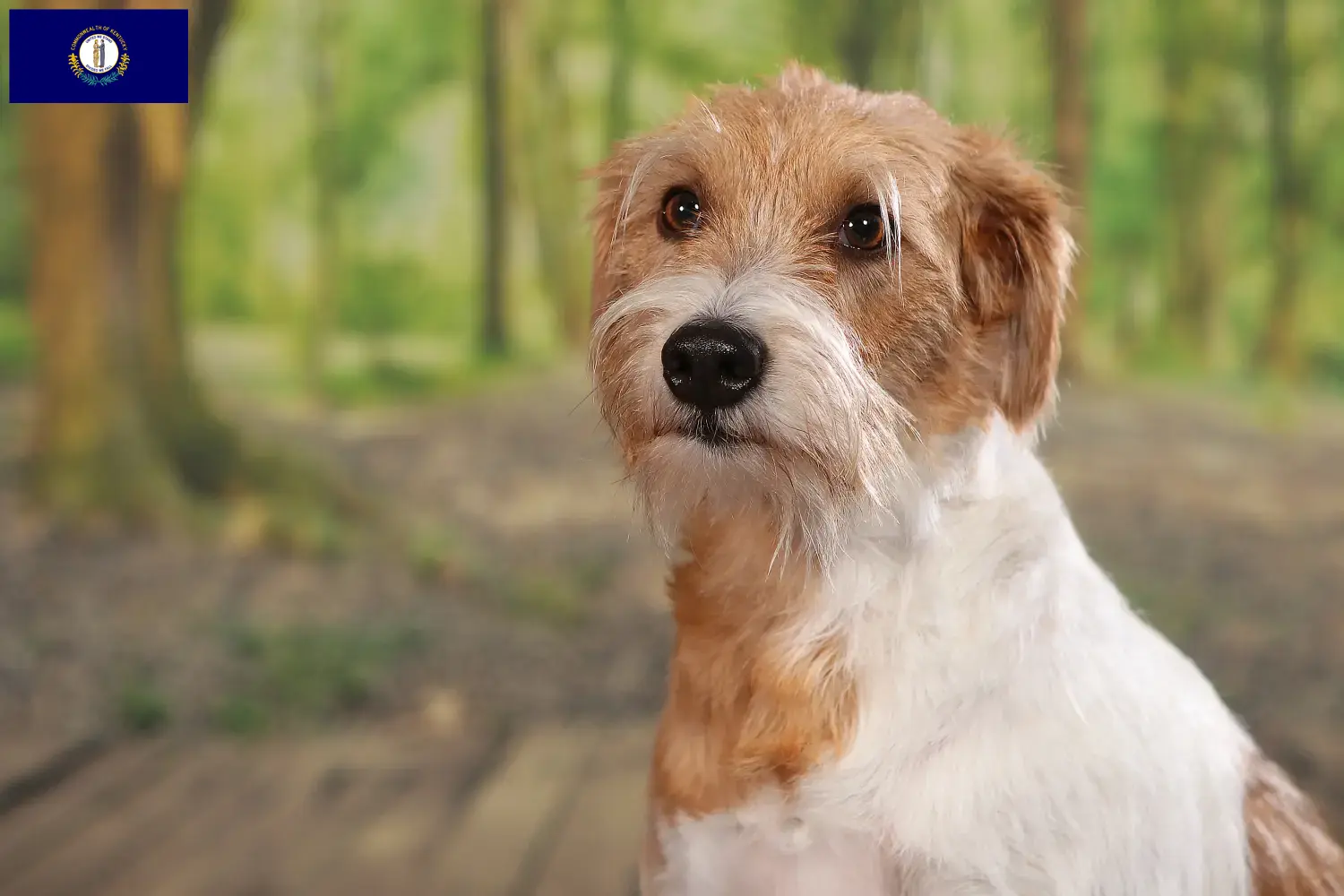 Read more about the article Kromfohrländer breeders and puppies in Kentucky