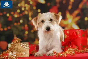 Read more about the article Kromfohrländer breeders and puppies in Louisiana