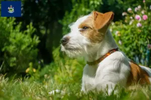 Read more about the article Kromfohrländer breeders and puppies in Maine