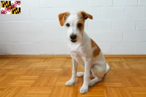 Read more about the article Kromfohrländer breeders and puppies in Maryland
