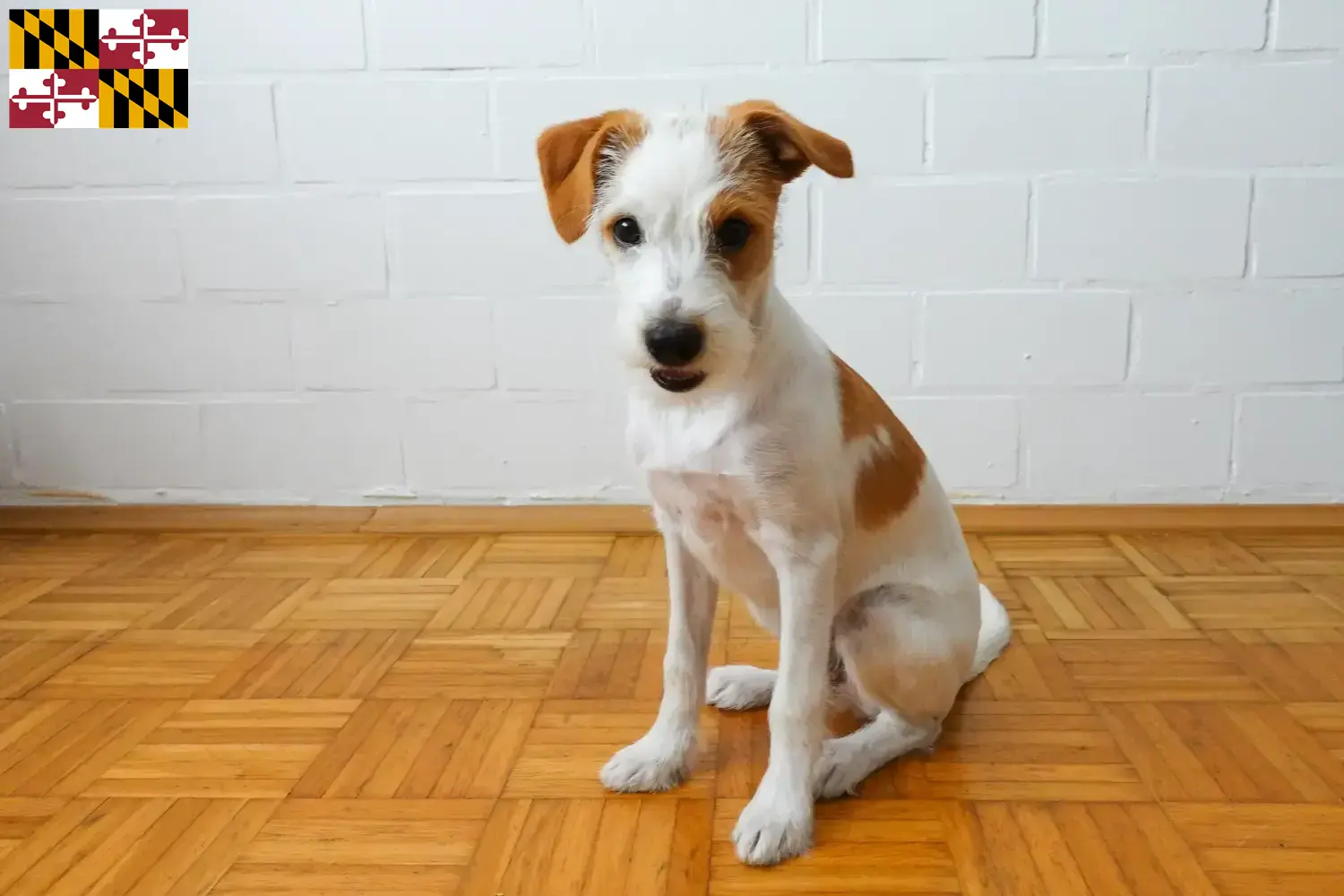 Kromfohrländer puppies and breeder Maryland Find Kromfohrländer breeders in Maryland.