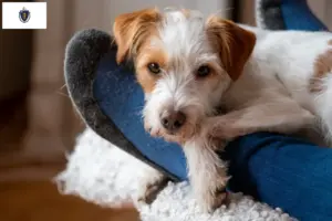 Read more about the article Kromfohrländer breeders and puppies in Massachusetts