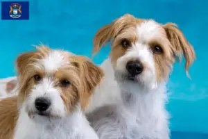 Read more about the article Kromfohrländer breeders and puppies in Michigan