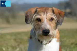 Read more about the article Kromfohrländer breeders and puppies in Minnesota