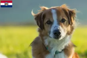 Read more about the article Kromfohrländer breeders and puppies in Missouri