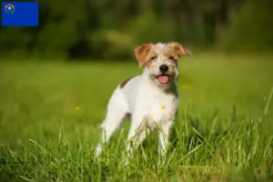 Read more about the article Kromfohrländer breeders and puppies in Nevada