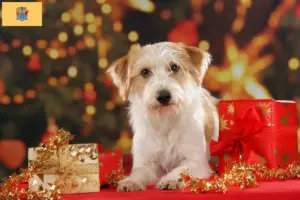 Read more about the article Kromfohrländer breeders and puppies in New Jersey