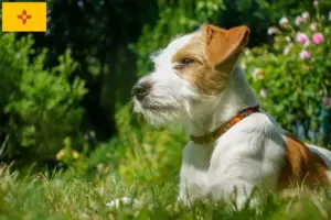 Read more about the article Kromfohrländer breeders and puppies in New Mexico