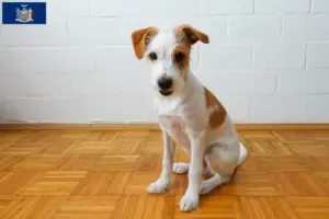 Read more about the article Kromfohrländer breeders and puppies in New York