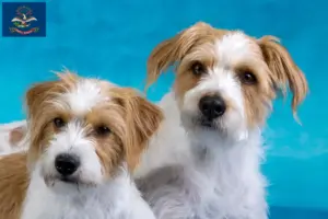 Read more about the article Kromfohrländer breeders and puppies in North Dakota