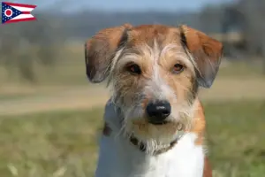 Read more about the article Kromfohrländer breeders and puppies in Ohio