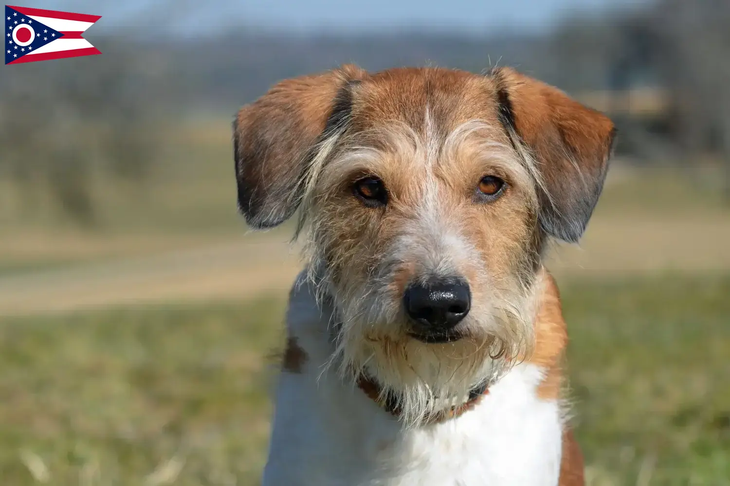 Kromfohrländer puppies and breeder Ohio Find Kromfohrländer breeders in Ohio.