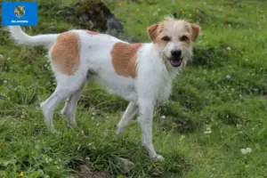 Read more about the article Kromfohrländer breeders and puppies in Oklahoma