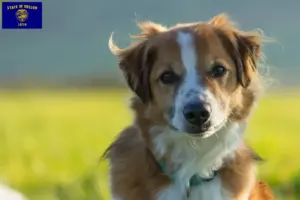 Read more about the article Kromfohrländer breeders and puppies in Oregon