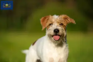 Read more about the article Kromfohrländer breeders and puppies in Pennsylvania