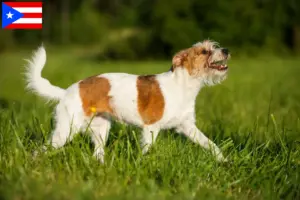 Read more about the article Kromfohrländer breeders and puppies in Puerto Rico