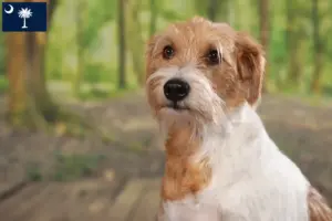 Read more about the article Kromfohrländer breeders and puppies in South Carolina