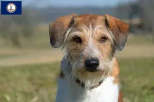 Read more about the article Kromfohrländer breeders and puppies in Virginia