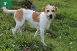 Read more about the article Kromfohrländer breeders and puppies in Washington