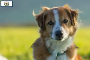 Read more about the article Kromfohrländer breeders and puppies in West Virginia
