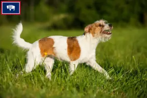 Read more about the article Kromfohrländer breeders and puppies in Wyoming